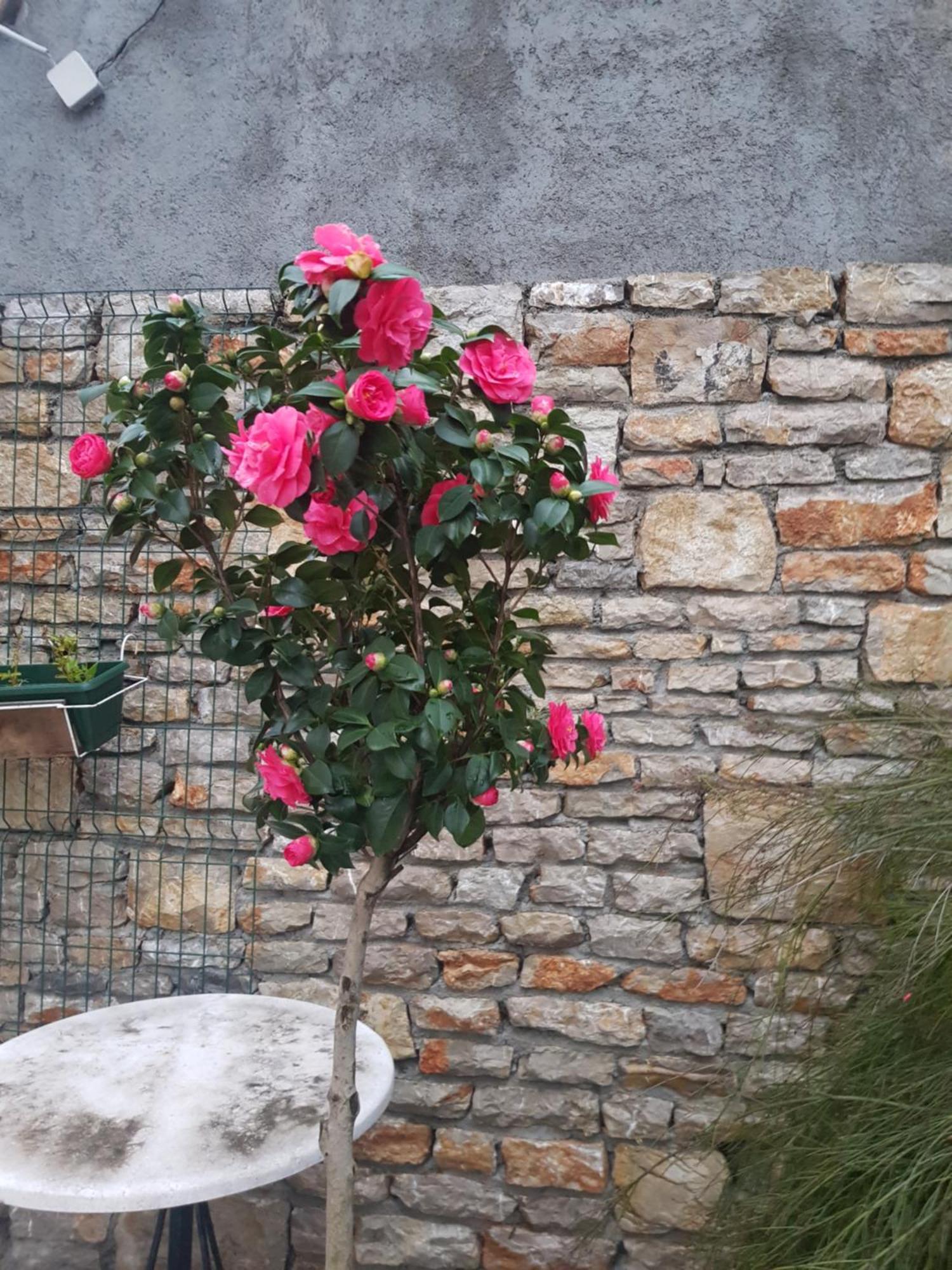 Studio Apartman Sa Pogledom Na More Meljine Bagian luar foto